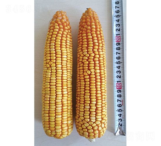 ����968-���׷N��-�Ǻ��N�I(y��)