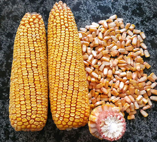 �Ǻ�575-���׷N��-�Ǻ��N�I(y��)