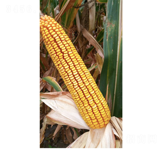 �Ǻ�9̖(h��o)-���׷N��-�Ǻ��N�I(y��)