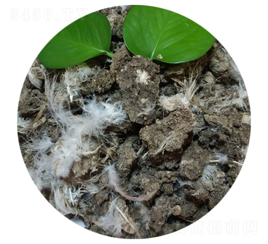 曬干雞糞-旭澤田