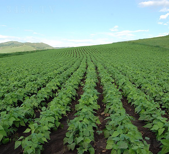 赤豆4號(hào)-大豆種子-大地種業(yè)