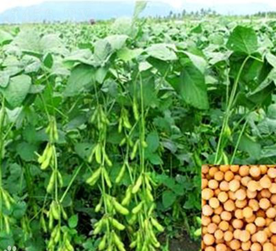 赤豆一號-大豆種子-大地種業(yè)