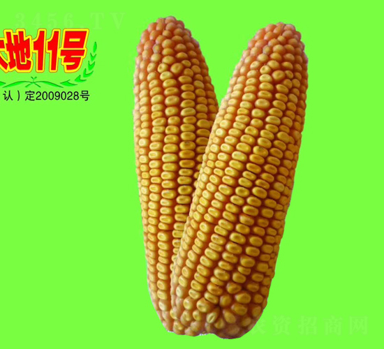 ���11̖-���׷N��-��طN�I(y��)