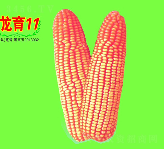 龍育11號(hào)-玉米種子-大地種業(yè)