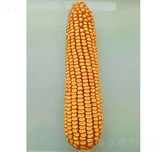 樺單18-玉米種子-天固種業(yè)