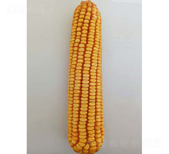 ��(n��i)��408-���׷N��-��̷N�I(y��)