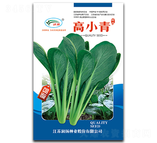 高小青-青菜種子-潤揚種業(yè)