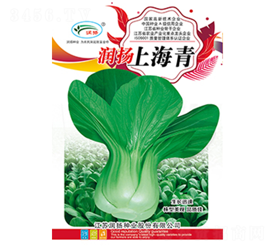 潤(rùn)揚(yáng)上海青-青菜種子-潤(rùn)揚(yáng)種業(yè)