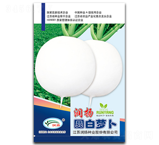 潤揚(yáng)圓白蘿卜-蘿卜種子-潤揚(yáng)種業(yè)