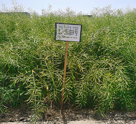 西油8號(hào)-油菜種子-潤(rùn)揚(yáng)種業(yè)