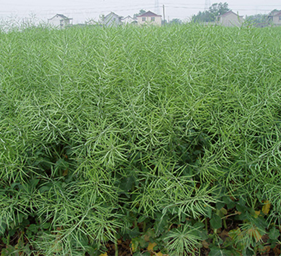 潤(rùn)揚(yáng)油1號(hào)-油菜種子-潤(rùn)揚(yáng)種業(yè)