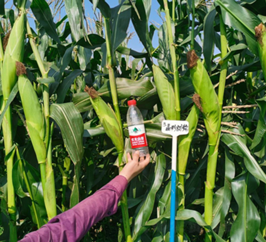 ������Ŵ-���׷N��-���P�N�I(y��)