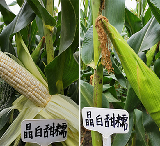 ������Ŵ-���׷N��-���P�N�I(y��)