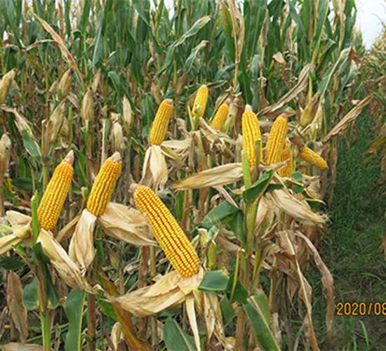 ����9485-���׷N��-���P�N�I(y��)