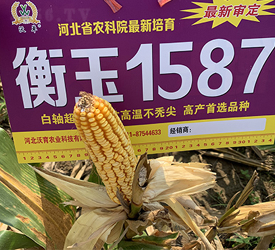 ����1587-���׷N��-��(r��n)�P(y��ng)�N�I(y��)