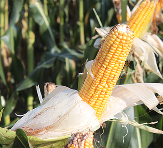 �K��40-���׷N��-��(r��n)�P(y��ng)�N�I(y��)