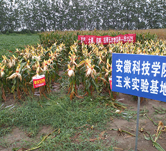 �A̫529-���׷N��-���P�N�I(y��)