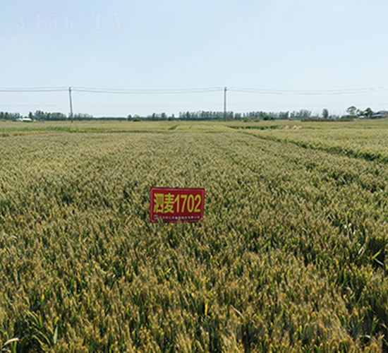 泗麥1702-小麥種子-潤揚種業(yè)