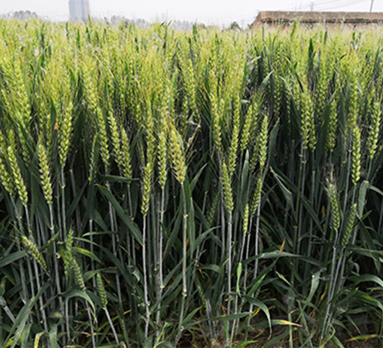 ����1718-С���N��-���P�N�I(y��)