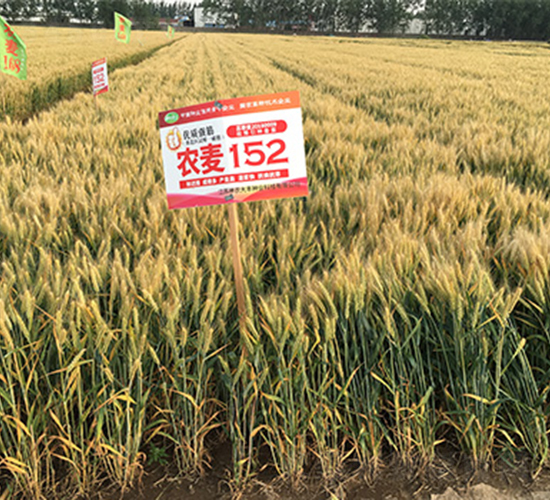 �r(n��ng)��152-С���N��-���P(y��ng)�N�I(y��)