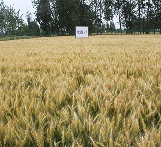 輪選27-小麥種子-潤揚種業(yè)