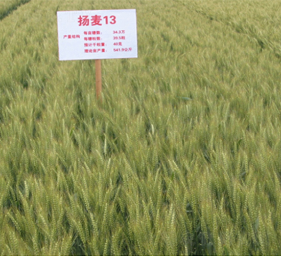 �P(y��ng)��13-С���N��-��(r��n)�P(y��ng)�N�I(y��)