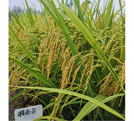 ����ռ-ˮ���N��-��(r��n)�P(y��ng)�N�I(y��)