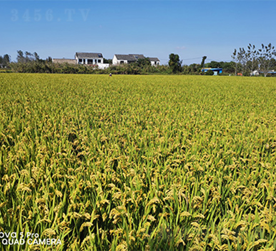 �L�r(n��ng)��1̖-ˮ���N��-���P(y��ng)�N�I(y��)