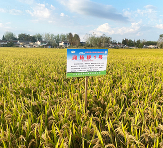 潤揚(yáng)粳1號(hào)-水稻種子-潤揚(yáng)種業(yè)