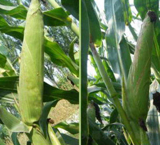 �󾩾�23-���׷N��-�󾩾ŷN�I(y��)