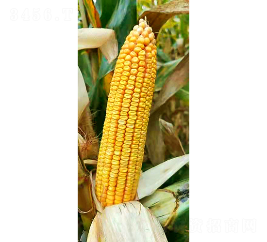 �S��191-���׷N��-���r(n��ng)�N�I(y��)