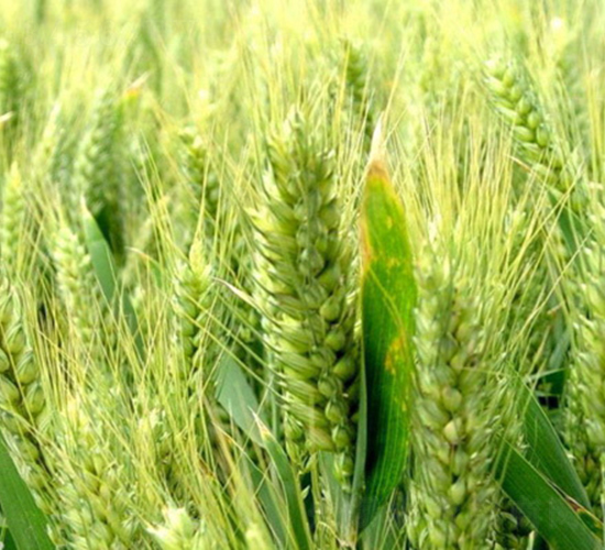 ����5265-С���N��-���r(n��ng)�N�I(y��)