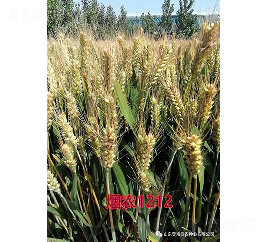 ���r1212-С���N��-���r�N�I(y��)