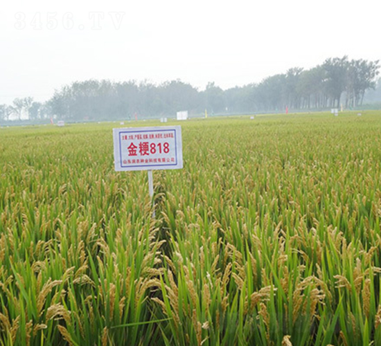 金粳818-水稻種子-潤農(nóng)種業(yè)