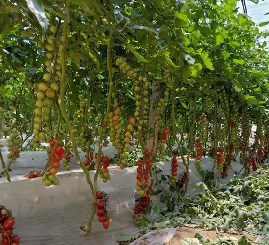 ���ҷ���227-���ѷN��-��(y��u)�Π�����