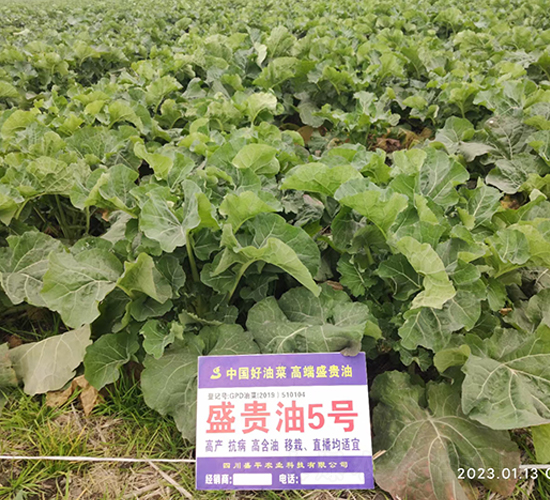 ʢ�F��5̖-�Ͳ˷N��-ʢƽ�r(n��ng)�I(y��)