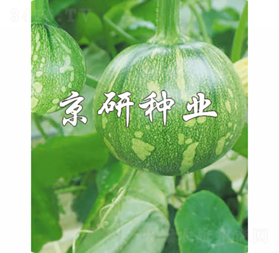 嫩早4號(hào)-南瓜種子-京研種業(yè)