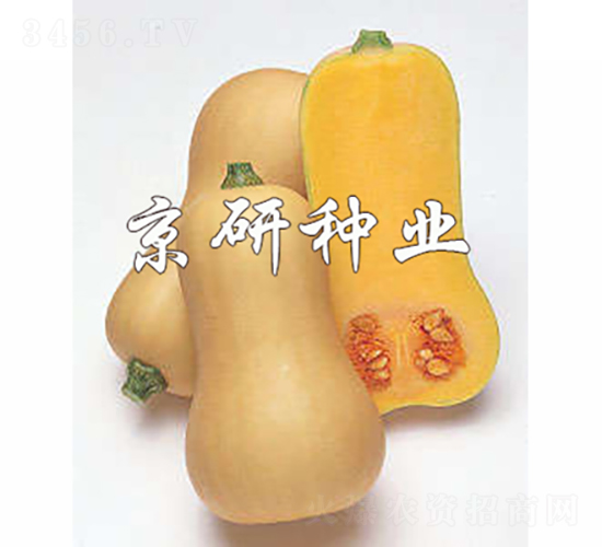 �S��1̖(h��o)�Ϲ�-�ϹϷN��-���зN�I(y��)