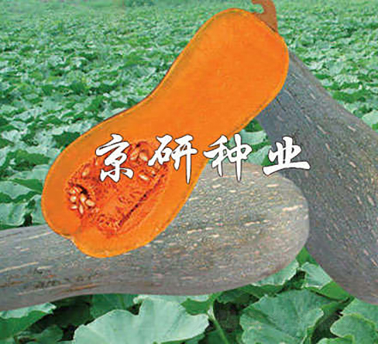 ����2̖-�ϹϷN��-���зN�I(y��)