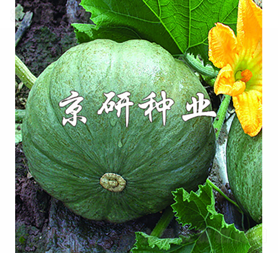 ���y��-�ϹϷN��-���зN�I(y��)