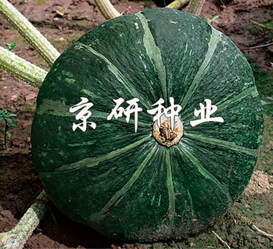 ���G��-�ϹϷN��-���зN�I(y��)