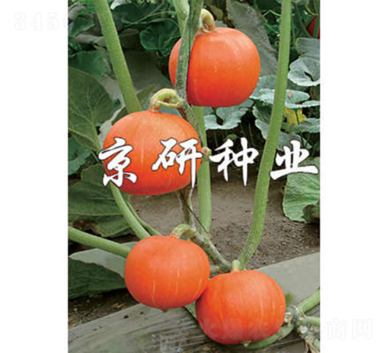 ���쾩�t��-�ϹϷN��-���зN�I(y��)