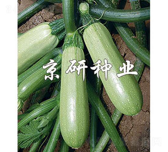 ����1̖(h��o)-�����J�N��-���зN�I(y��)