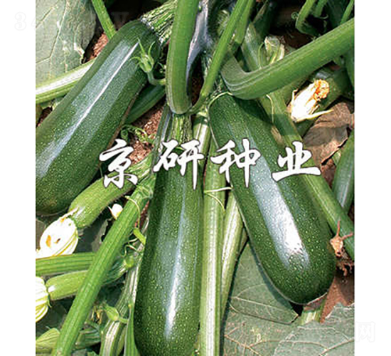 ����2̖(h��o)-�����J�N��-���зN�I(y��)