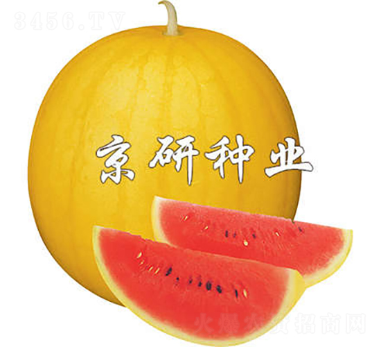 黃皮京欣1號-西瓜種子-京研種業(yè)