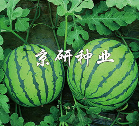 京欣7號(hào)-西瓜種子-京研種業(yè)