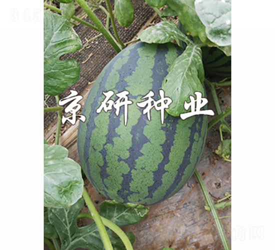 ����6K-���ϷN��-���зN�I(y��)