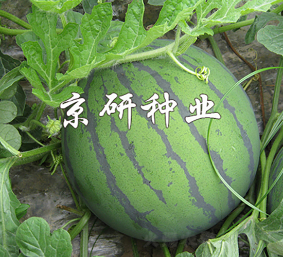 華欣2號(hào)-西瓜種子-京研種業(yè)
