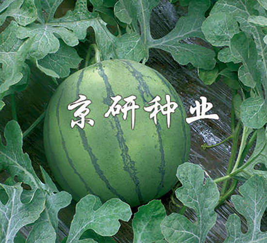 國鳳-西瓜種子-京研種業(yè)
