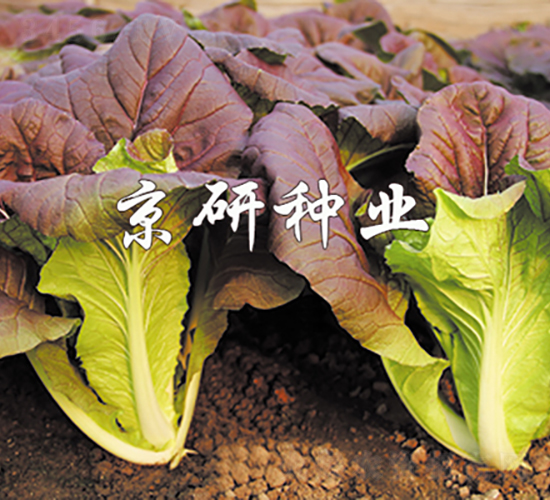 �����Ͽ��-�ײ˷N��-���зN�I(y��)